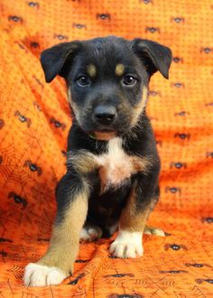 a black and brown puppy sitting on top of an orange blanket