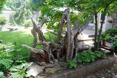 an old tree stump in the middle of a garden