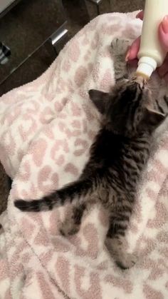 a person feeding a kitten with a bottle on top of a blanket in a room