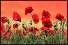 some red flowers are in the grass