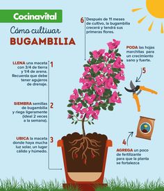 an info poster showing the different types of flowers and how they are grown in pots