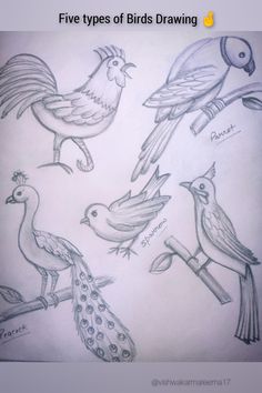 five types of birds drawn in pencil on paper with the title'5 types of birds drawing '