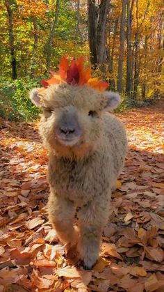 a sheep with a mohawk standing in leaves