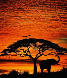 an elephant standing under a tree at sunset