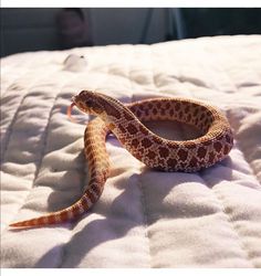 an orange and white snake laying on top of a bed