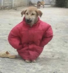 a dog sitting on the ground wearing a red coat