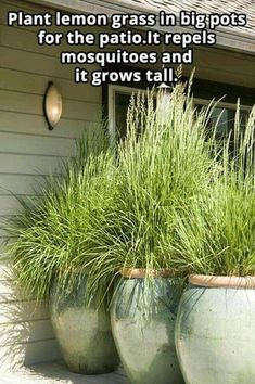 three large planters with grass in them on the side of a house