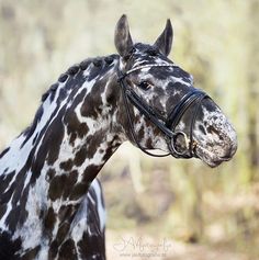 a black and white spotted horse with a bridle on it's head