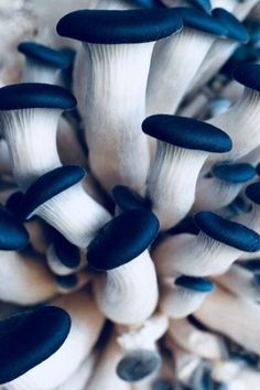 several white mushrooms with black tips on them