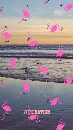 pink flamingos are flying over the water at sunset