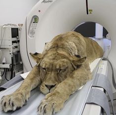 a lion laying on top of a hospital bed