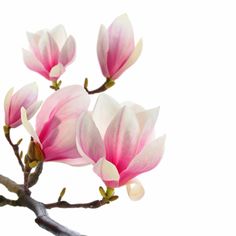 pink and white flowers are blooming on a tree branch in front of a white background