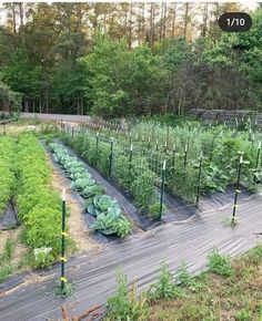 an outdoor vegetable garden with lots of green plants growing in the ground and trees behind it