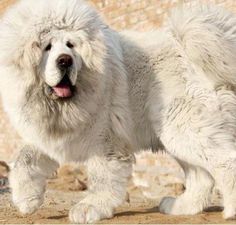 a large white dog standing on top of a dirt field next to a brick wall