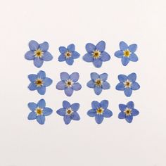 small blue flowers with yellow centers on a white background