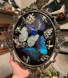 a person holding a mirror with blue butterflies on it in front of some framed pictures