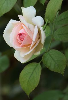 a pink and white rose with green leaves