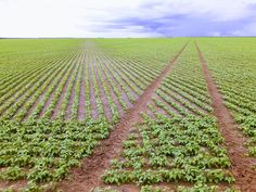 two rows of green plants in the middle of a field