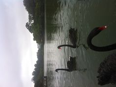 two black swans are swimming in the water