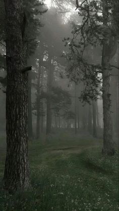 trees and grass in the woods with foggy sky behind them on a dark, gloomy day