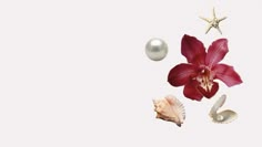 an orchid, seashells and starfish are floating in the air on a white background