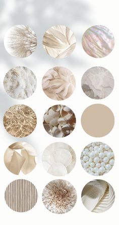 a bunch of different types of seashells on a white background