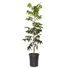 a potted plant on a white background