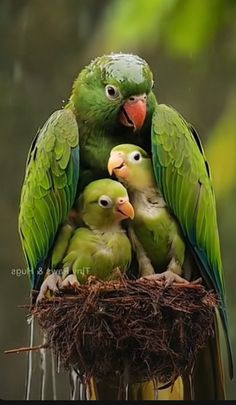 three green parrots sitting on top of each other in a nest with their beaks open