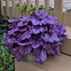 a purple plant sitting on top of a wooden bench