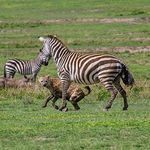 an adult zebra and two baby zebras running in the grass