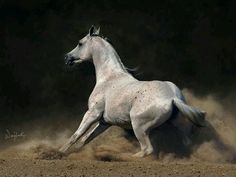 a white horse is galloping in the dirt with its front legs spread out and it's head turned to the side