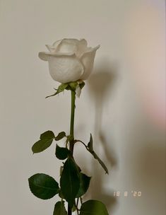 a single white rose sitting on top of a table