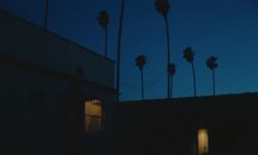 palm trees are silhouetted against the night sky in front of a building with windows