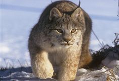 a lynx walking through the snow in winter