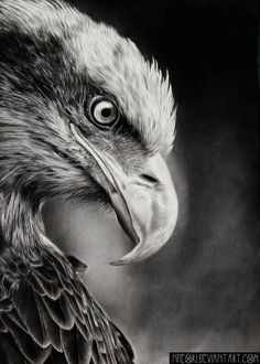 a pencil drawing of an eagle's head