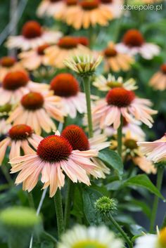 many flowers are blooming in the garden and it looks like they're dying