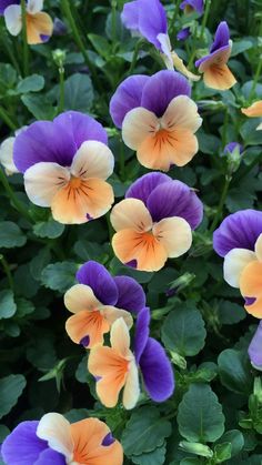 purple and orange pansies growing in a garden