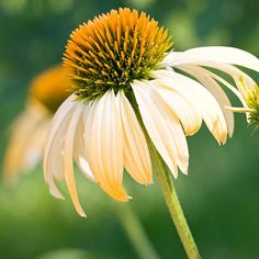 two yellow and white flowers with green background