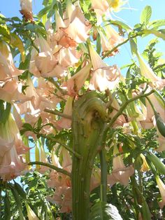 the flowers are blooming on the tree in the sunlit area with blue sky behind them