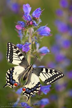 a white and black butterfly sitting on top of a purple flower with blue flowers in the background