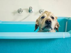 a dog sitting in a blue bathtub with his head sticking out from under the edge