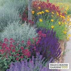 a garden filled with lots of purple and yellow flowers next to a street sign that says, what are you most proud of growing in your garden?