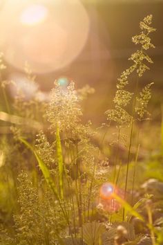 the sun shines brightly on some tall grass