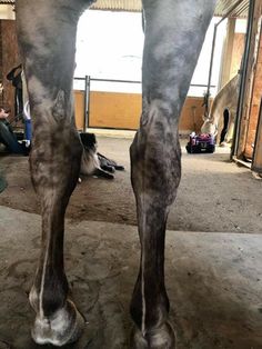 the legs and feet of a horse in a barn