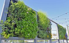 three vertical plants are growing on the side of a building