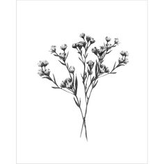 a black and white photo of some flowers on a white background with the words,