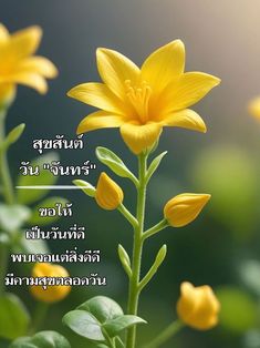 a yellow flower with some words written in thai on the top and bottom half of it