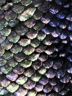 the scales of an animal's skin are all different colors and patterns on it