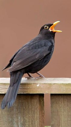 a black bird sitting on top of a wooden fence with an orange beak and mouth open