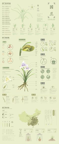 国兰Chinese national orchid diagram on Behance Orchid Diagram, Botanical Diagram, Flower Infographic, Plant Taxonomy, Biology Illustration, Photoshop Illustration Tutorial, Gardening Infographic, Plant Classification, Botanical Sketchbook